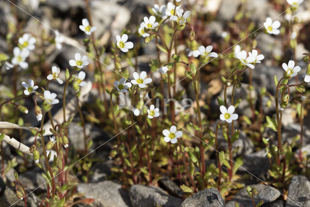 Rue-leaved Saxifrage (Saxifraga tridactylites)