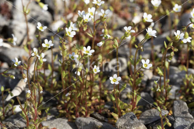 Kandelaartje (Saxifraga tridactylites)