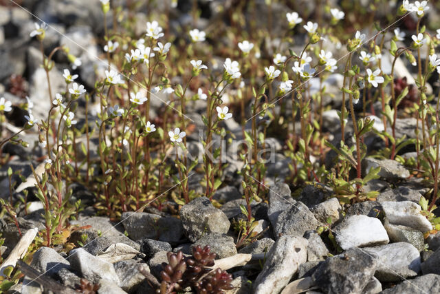 Rue-leaved Saxifrage (Saxifraga tridactylites)