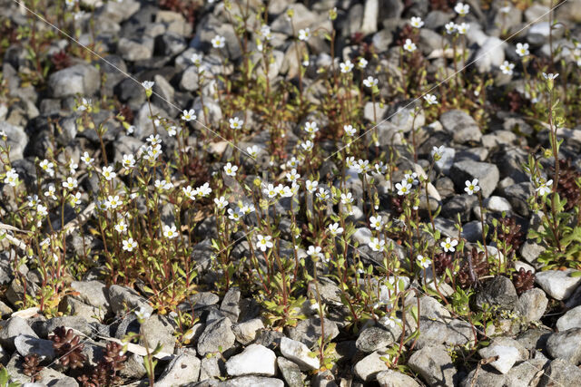 Kandelaartje (Saxifraga tridactylites)