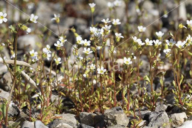 Rue-leaved Saxifrage (Saxifraga tridactylites)