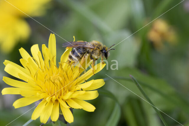 Banded Mining Bee (Andrena gravida)