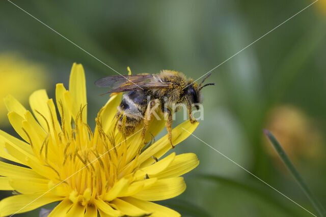 Banded Mining Bee (Andrena gravida)