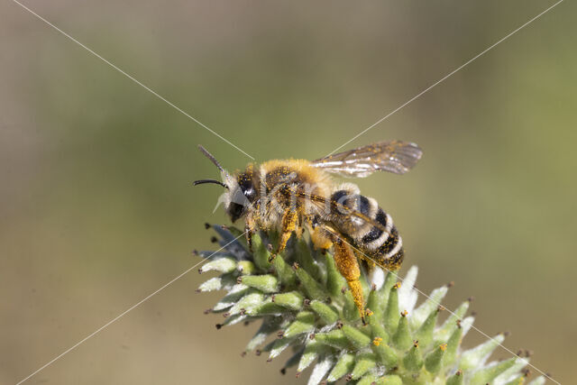 Banded Mining Bee (Andrena gravida)