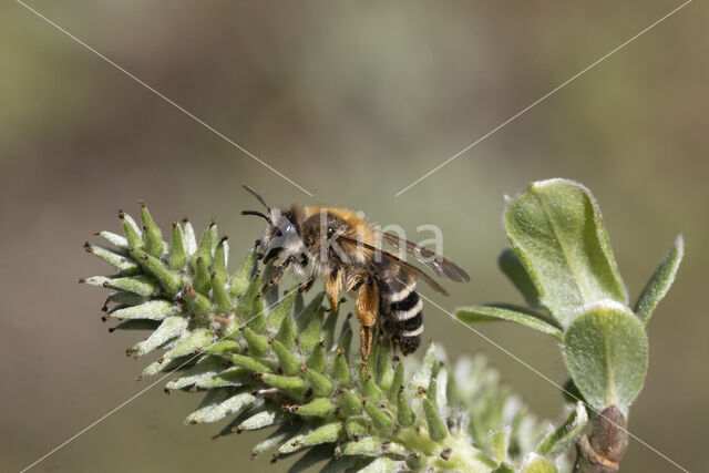 Banded Mining Bee (Andrena gravida)