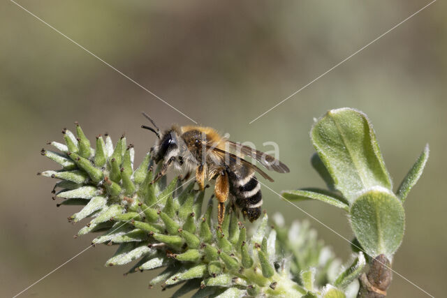 Banded Mining Bee (Andrena gravida)