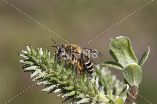 Banded Mining Bee (Andrena gravida)