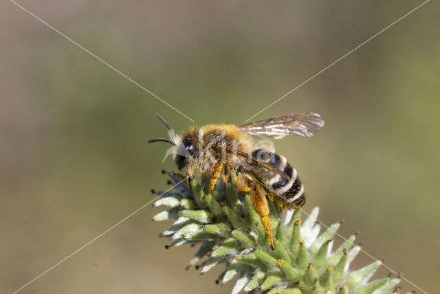 Weidebij (Andrena gravida)