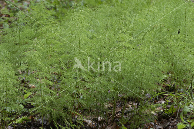 Wood Horsetail (Equisetum sylvaticum)