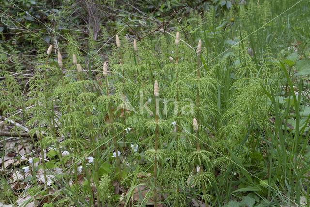 Bospaardenstaart (Equisetum sylvaticum)