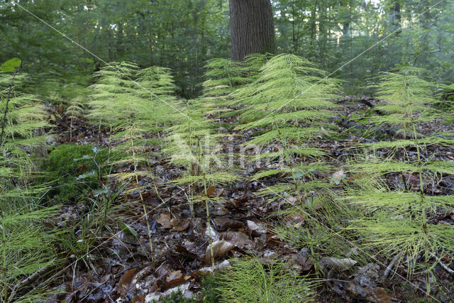 Bospaardenstaart (Equisetum sylvaticum)