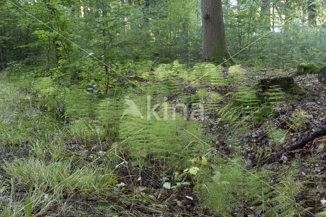 Wood Horsetail (Equisetum sylvaticum)