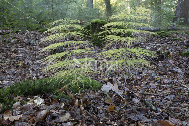 Wood Horsetail (Equisetum sylvaticum)