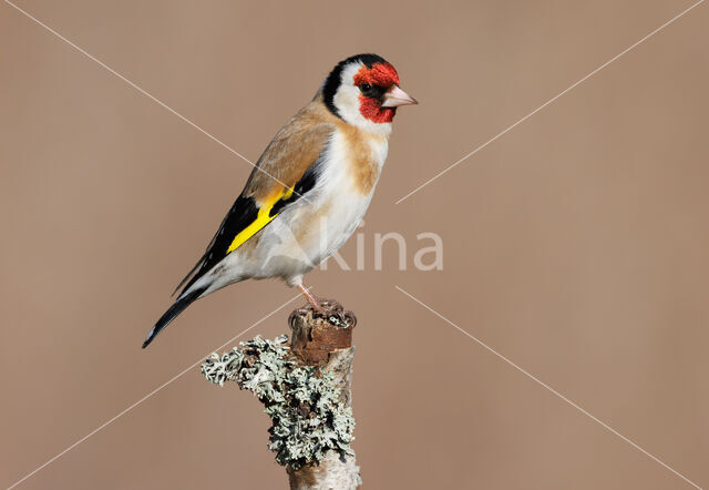 European Goldfinch (Carduelis carduelis)