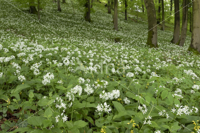 Daslook (Allium ursinum)