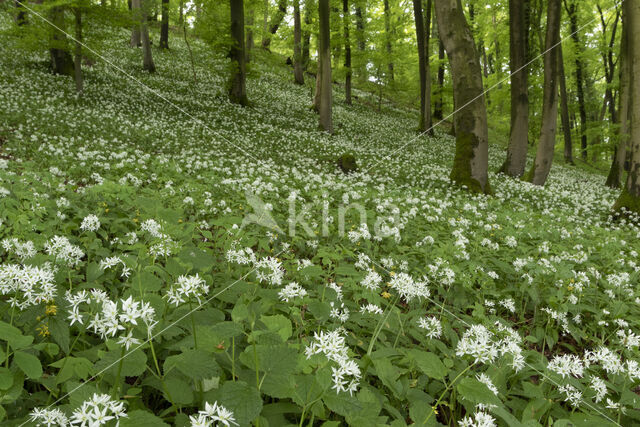 Daslook (Allium ursinum)