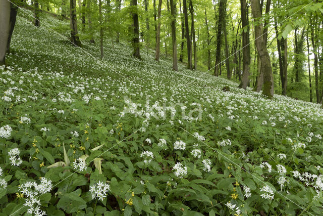 Daslook (Allium ursinum)