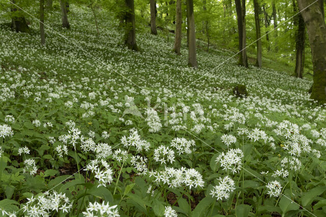 Daslook (Allium ursinum)