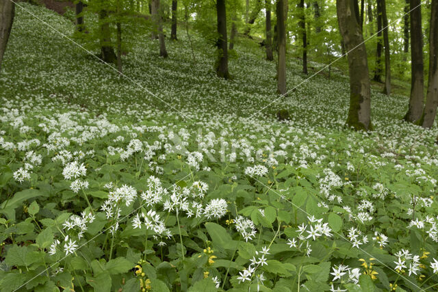 Daslook (Allium ursinum)