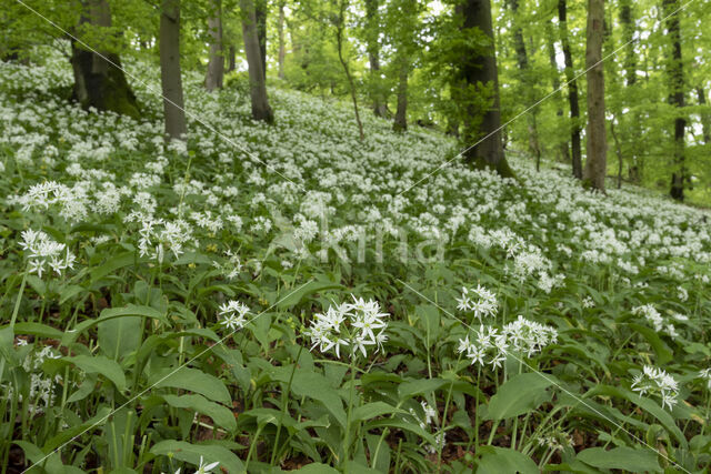 Ramsons (Allium ursinum)