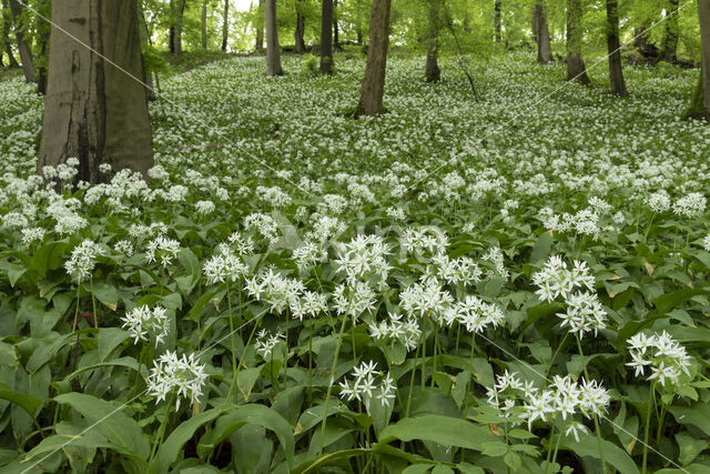 Daslook (Allium ursinum)