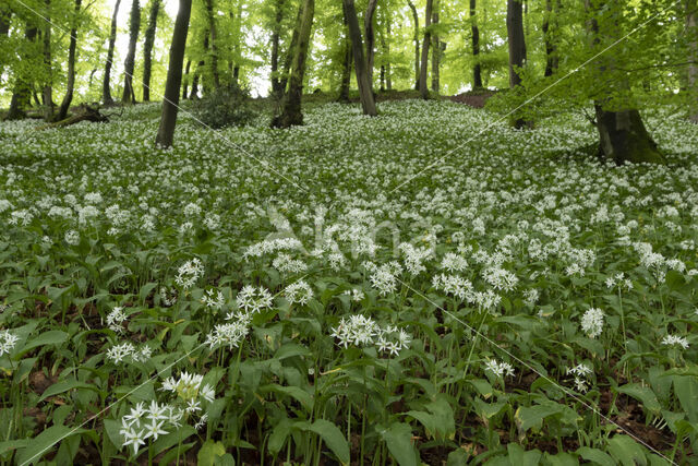 Ramsons (Allium ursinum)