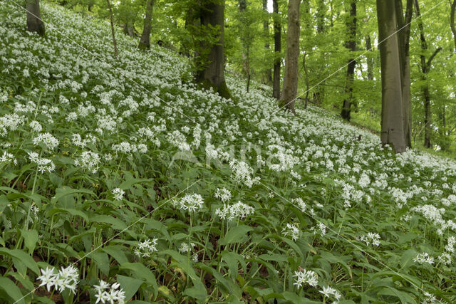 Daslook (Allium ursinum)