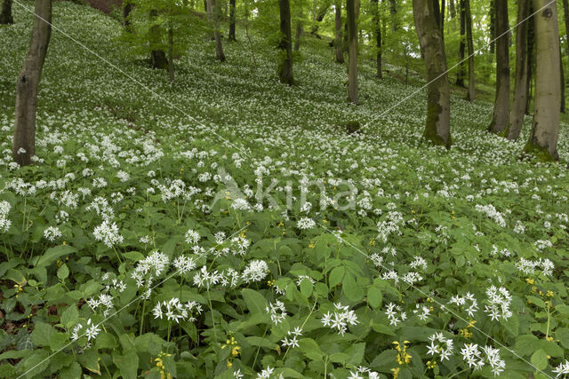 Daslook (Allium ursinum)