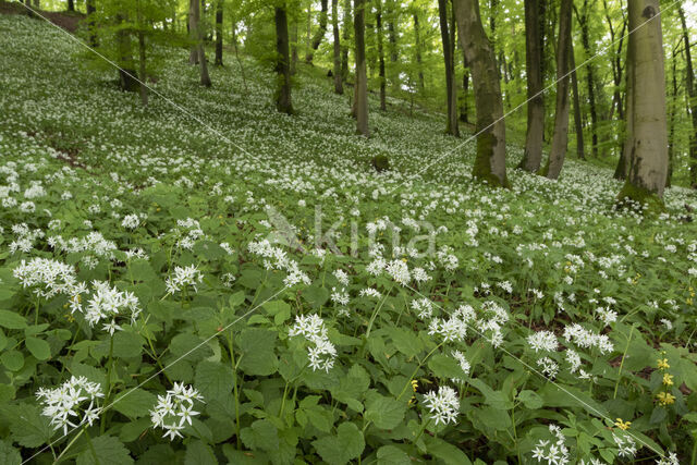 Daslook (Allium ursinum)