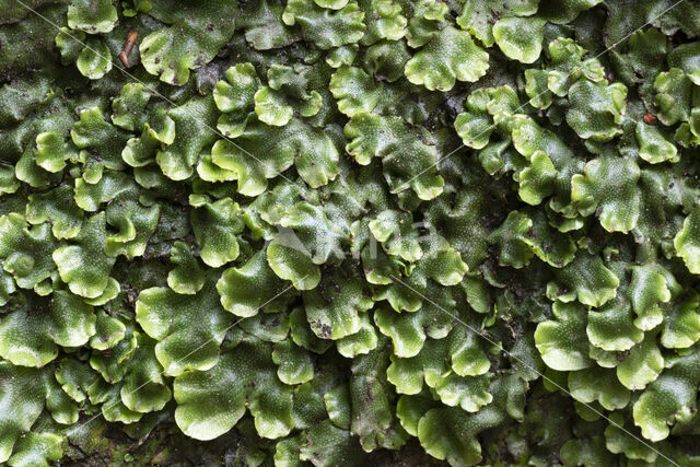 Great Scented Liverwort (Conocephalum conicum)