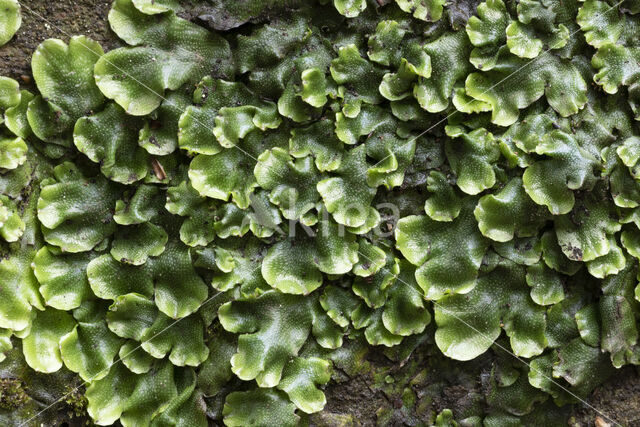 Great Scented Liverwort (Conocephalum conicum)