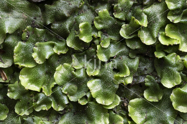 Great Scented Liverwort (Conocephalum conicum)