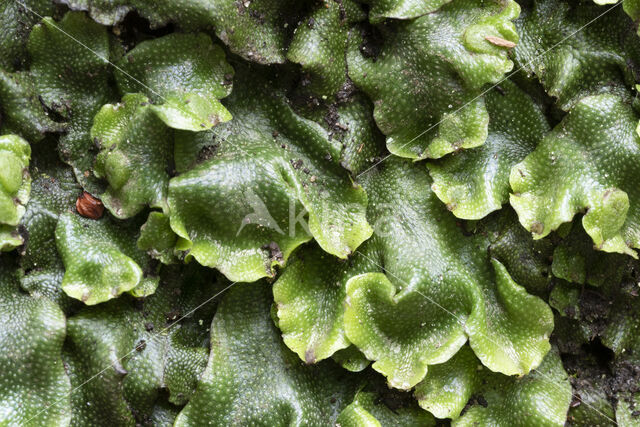 Great Scented Liverwort (Conocephalum conicum)