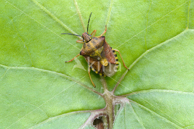 knoopkruidschildwants (carpocoris purpureipennis)