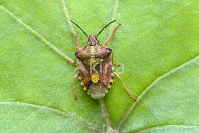 knoopkruidschildwants (carpocoris purpureipennis)