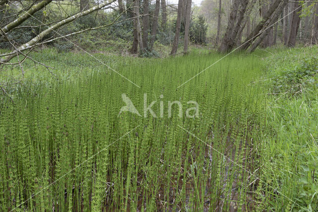 Waterhorsetail (Equisetum fluviatile)