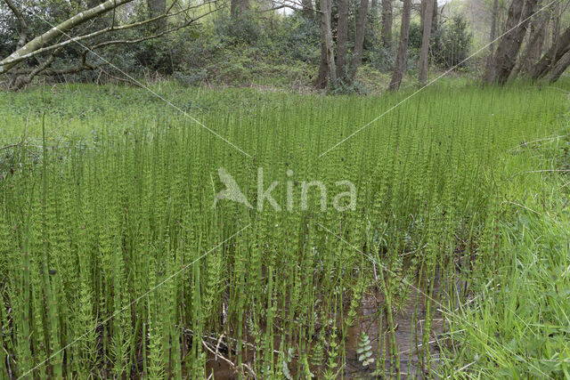 Waterhorsetail (Equisetum fluviatile)