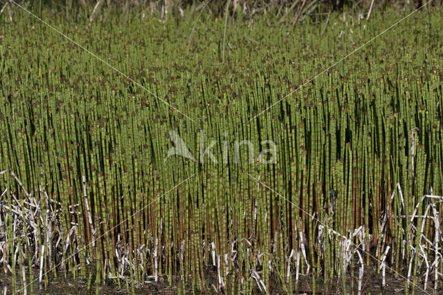 Waterhorsetail (Equisetum fluviatile)