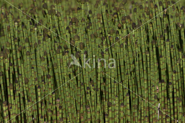 Waterhorsetail (Equisetum fluviatile)