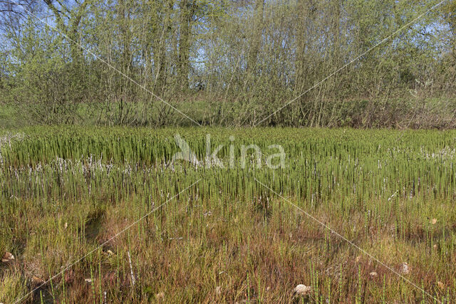 Waterhorsetail (Equisetum fluviatile)
