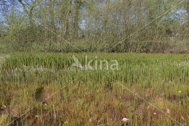 Holpijp (Equisetum fluviatile)