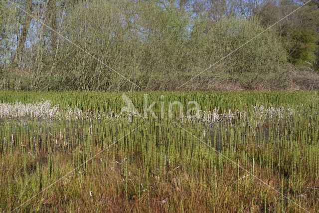 Holpijp (Equisetum fluviatile)