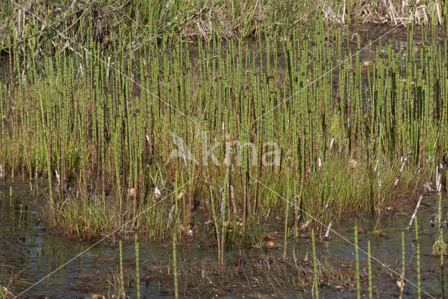Waterhorsetail (Equisetum fluviatile)