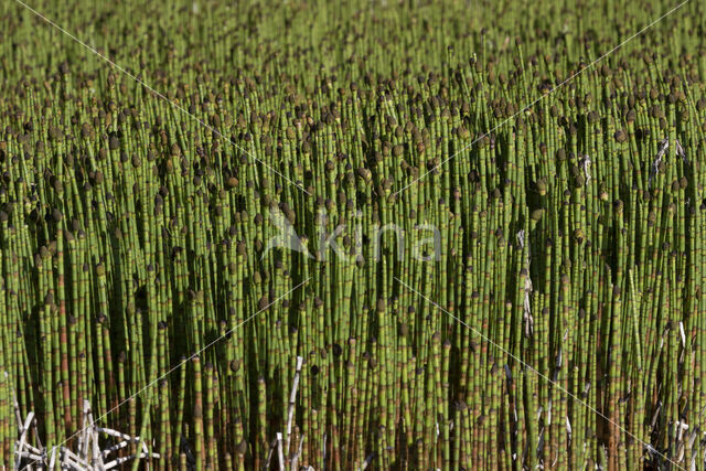 Holpijp (Equisetum fluviatile)