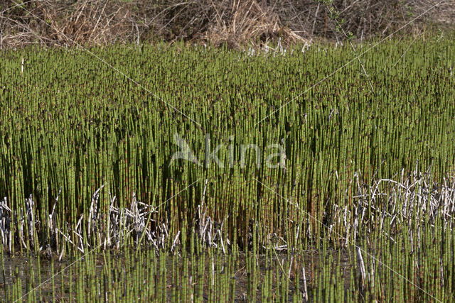 Waterhorsetail (Equisetum fluviatile)