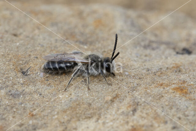 Witbaardzandbij (Andrena barbilabris)