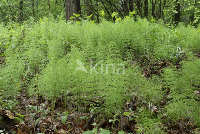 Wood Horsetail (Equisetum sylvaticum)