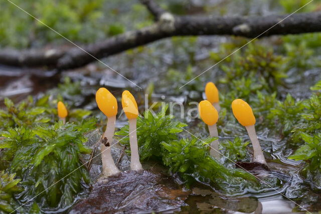 Beekmijtertje (Mitrula paludosa)