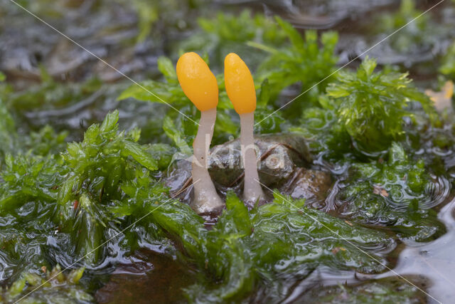 Beekmijtertje (Mitrula paludosa)