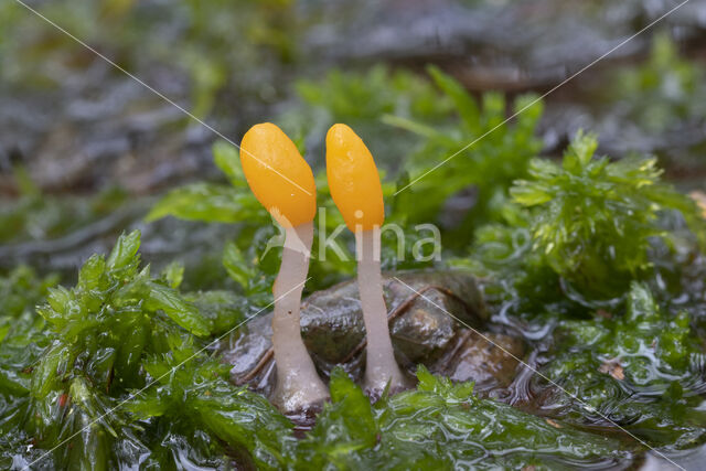 Beekmijtertje (Mitrula paludosa)